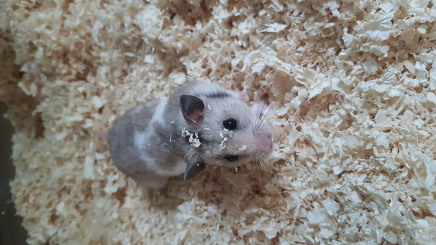 Tame male hamster and set up
