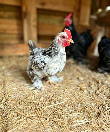 Trio of Breeding Bantams