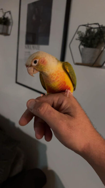 Conure parrot for sale