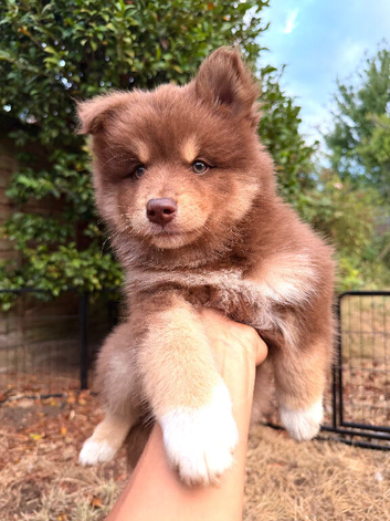 Ready Now! F3 Chocolate Pomskies - health tested parents