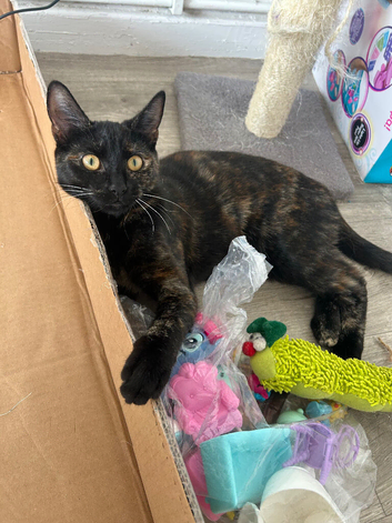 Domestic Shorthair tortoiseshell female 10 months