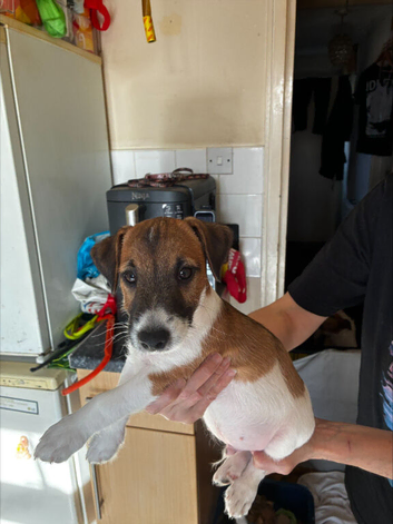 Just one chunky adorable puppy left