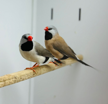 Long-tailed Finches