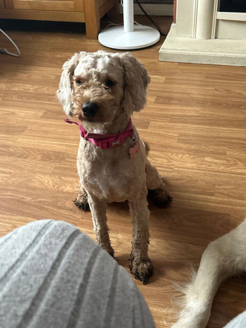 Girl Cavapoo- rehome/for sale