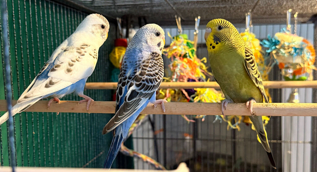 budgies available 9 weeks old