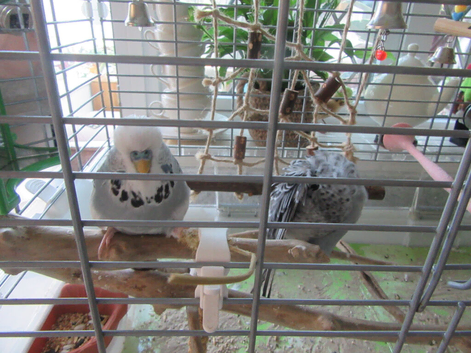 BEAUTIFUL EXHIBITION BUDGIES