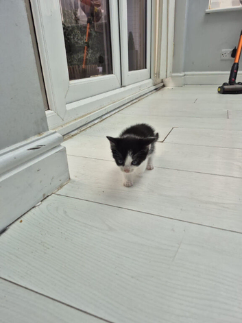 2 male female kitten for sale