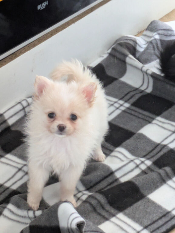 Pomeranians