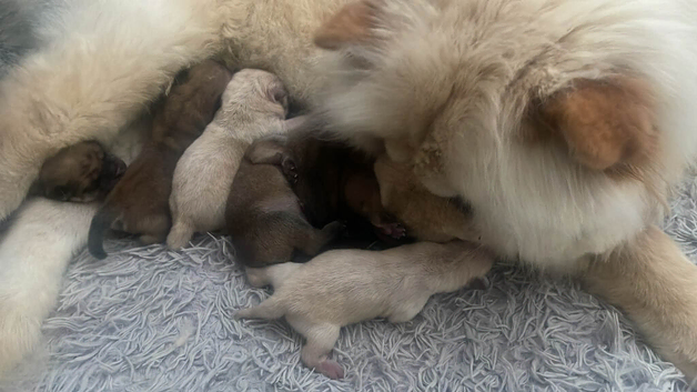 2 chow chow puppies available left out of 6