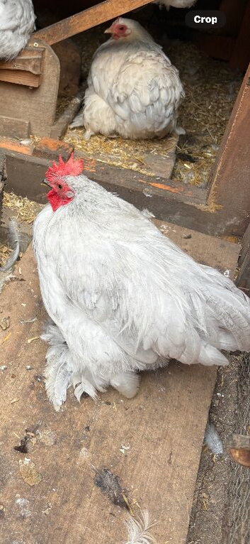 Pekin bantam rooster( Lavender)