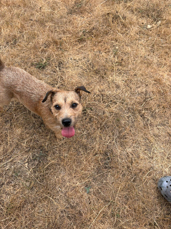 Miniature jack Russell terrier