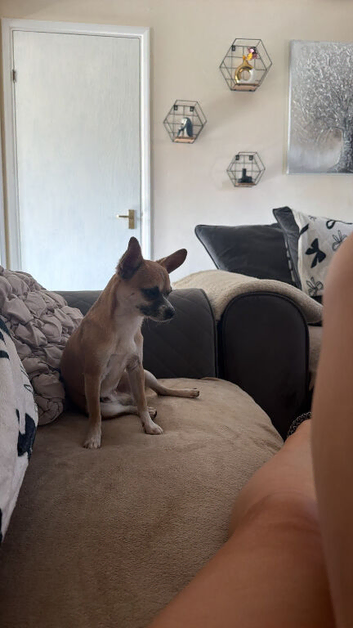1 year old full breed chihuahua