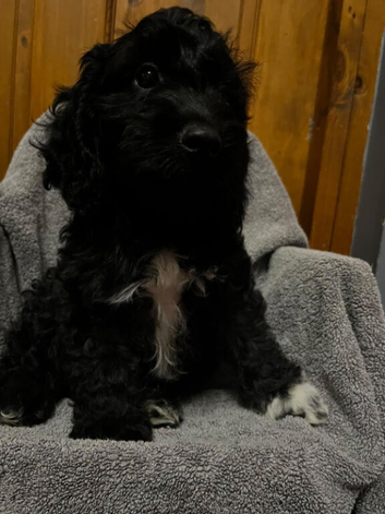 Absolutley gorgeous Cockapoo x puppies vaccinated