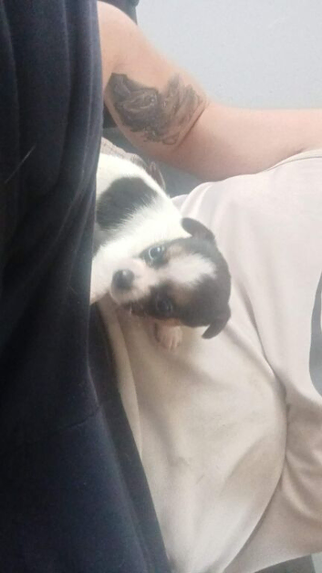 Jackruss puppy