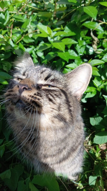 Long haired cat for sale to a loving home.