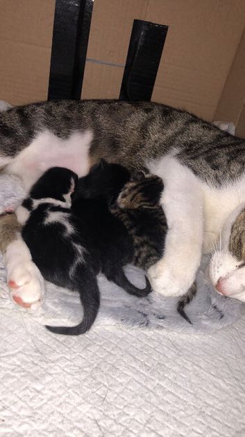 4days on kitten looking to be reserved