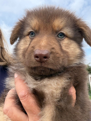 GSD puppies