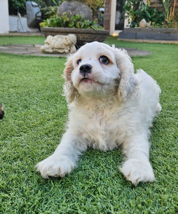 One puppy left due to time wasters
