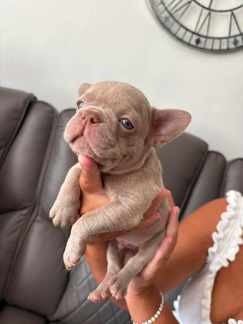 French bulldog puppy&rsquo;s