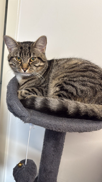 1.5 year old male