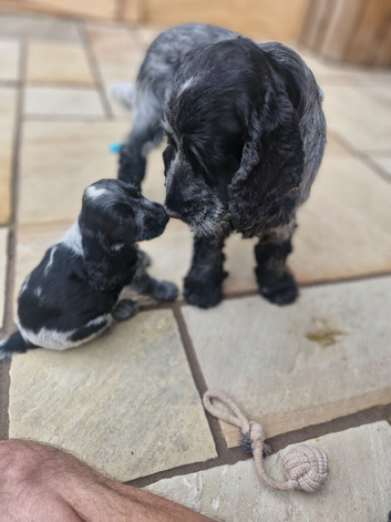 1 pup left from litter.