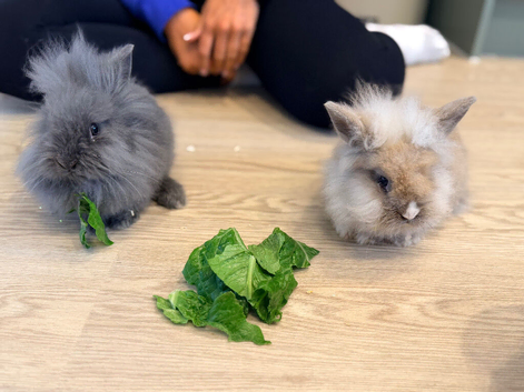 Two Purebred Lionhead Rabbits