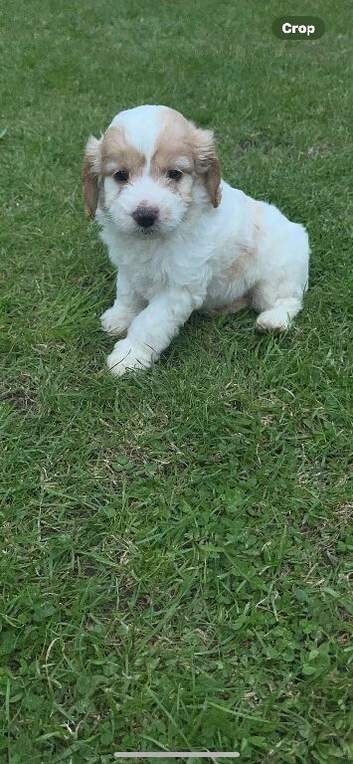 Cockerpoo pup