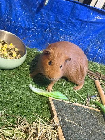 5 Guinea pigs (Male)