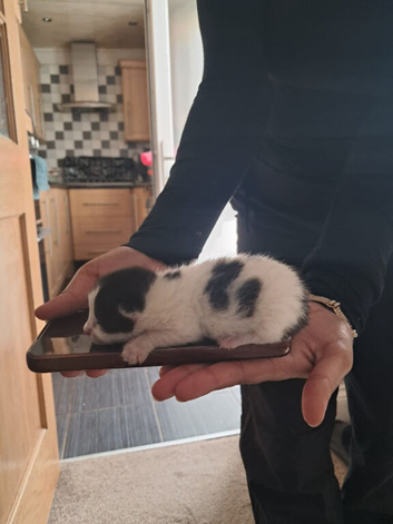 kittens