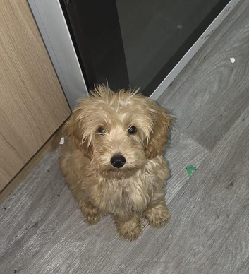 Benji is looking for a new home