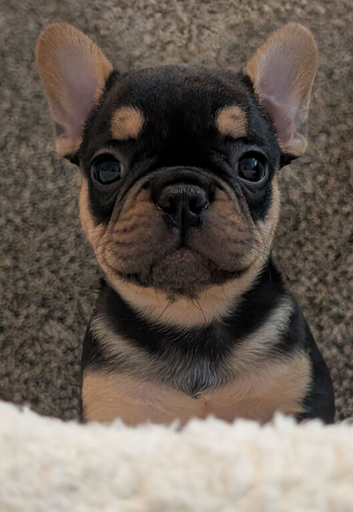 KC registered Pups