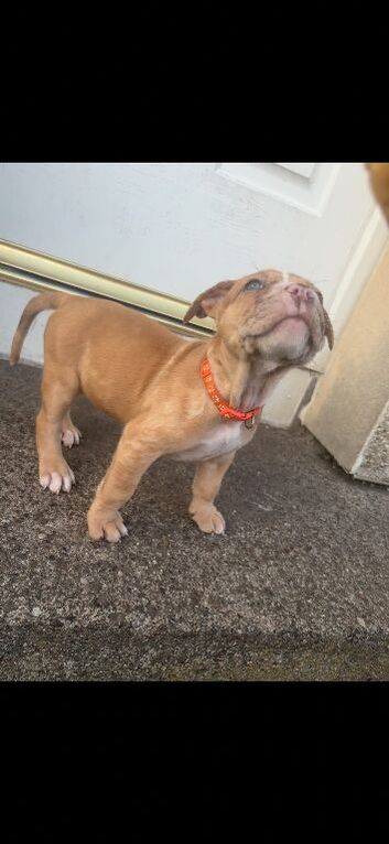 North American mastiff X boerboel