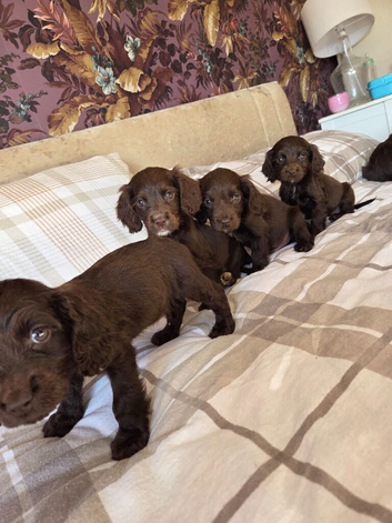 Chocolate cocker spaniels puppies