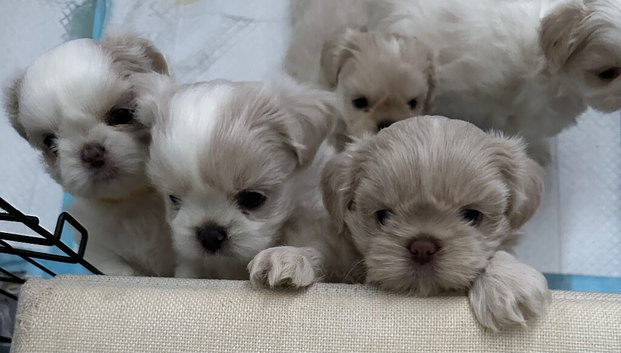 Five Beautiful White & Lavender Imperial / Tea- Cup Shih Tzu&rsquo;s