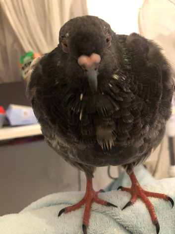 2 hand reared pigeons male and female MUST GO ASAP AND TOGETHER