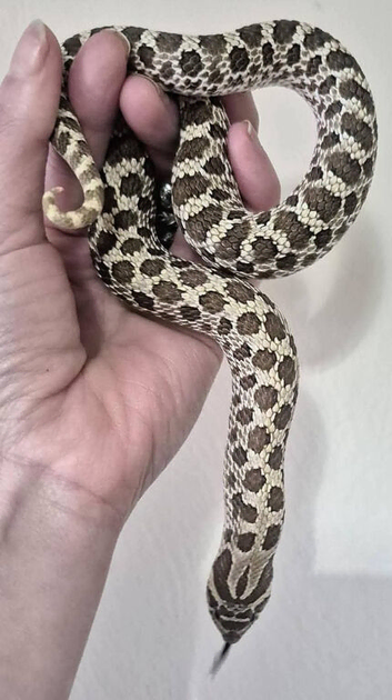 00% het toxic (toffee/axanthic) hognose female