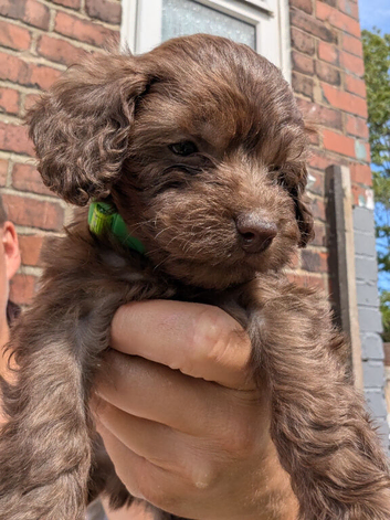 Cockapoo pups f2b boys