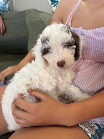 F1b cockapoo