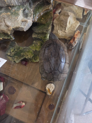 turtle and setup