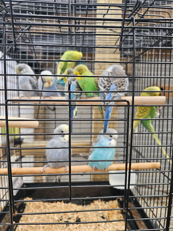 Young budgies for sale
