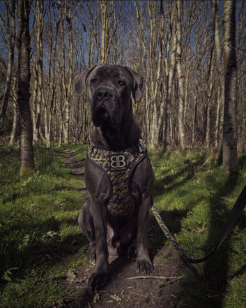 Ikc cane corso stud
