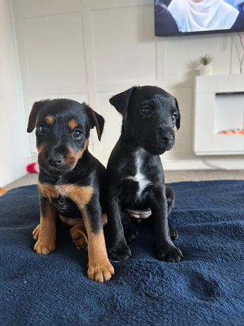 Puppies