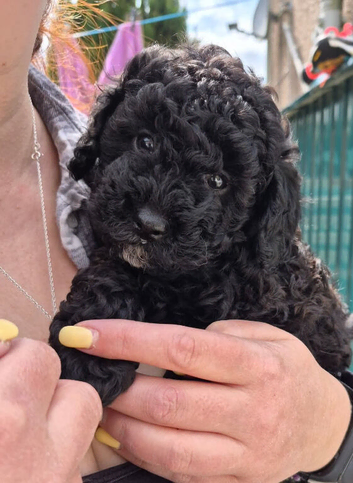 Kc registered black toy poodle boy 9 weeks old