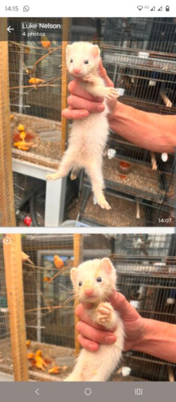 Young ferrets for sale
