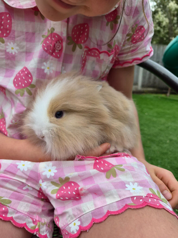 Angora x lion head
