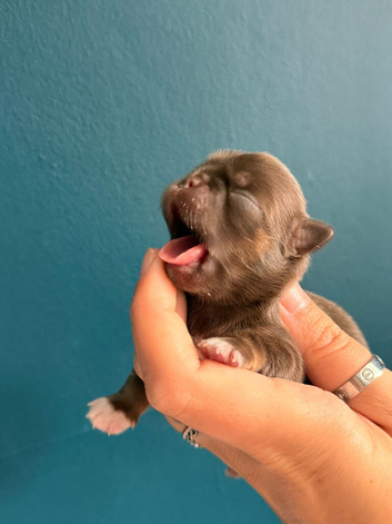 Chihuahua puppies kc registered