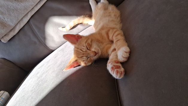 Boy ginger