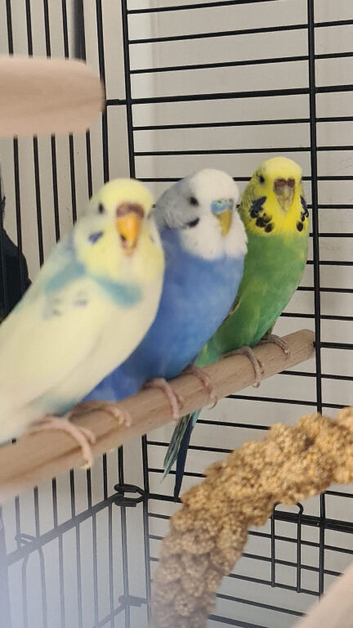 Lovely budgies