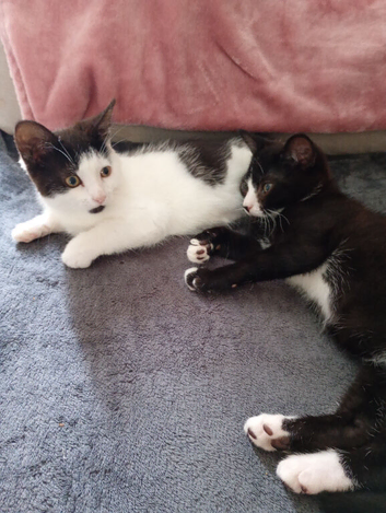 Kittens  for rehoming