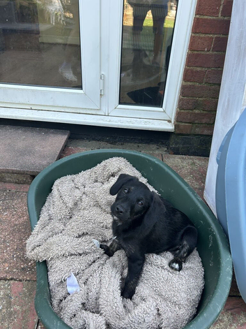 Two All Black Jackapoo puppies ready to go